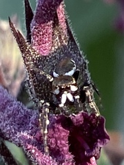 Metaphidippus manni