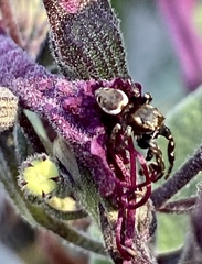 Metaphidippus manni