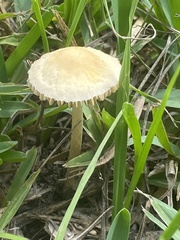 Agrocybe pediades