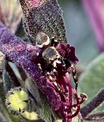 Metaphidippus manni