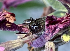 Metaphidippus manni