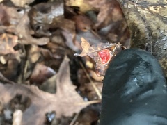 Fungi