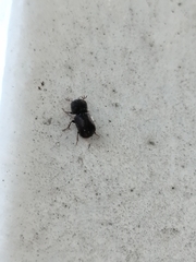 Bostrichidae