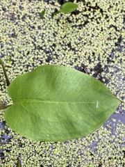 Alisma subcordatum