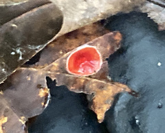 Fungi