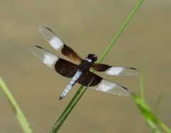 Libellula luctuosa