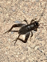 Velarifictorus micado