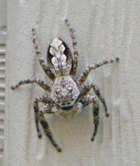 Platycryptus undatus