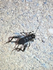 Velarifictorus micado