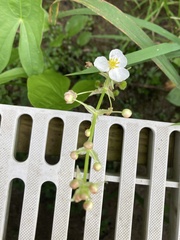 Sagittaria brevirostra