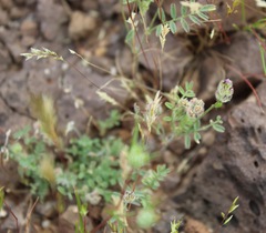 Astragalus didymocarpus