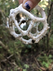 Ileodictyon cibarium