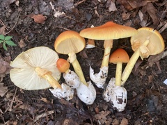 Amanita jacksonii