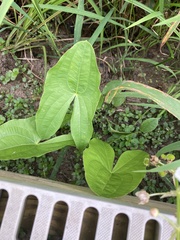Sagittaria brevirostra