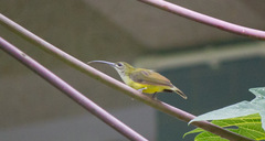 Arachnothera longirostra