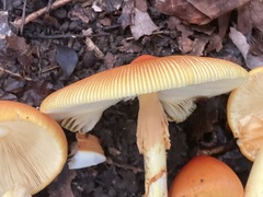 Amanita jacksonii