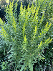 Solidago speciosa
