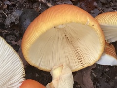 Amanita jacksonii
