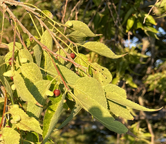 Celtis occidentalis