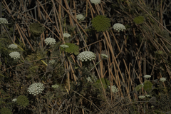 Visnaga daucoides