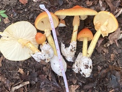 Amanita jacksonii