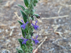 Trichostema lanceolatum