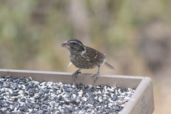 Pheucticus melanocephalus