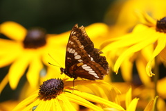 Limenitis lorquini