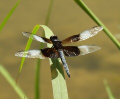 Libellula luctuosa