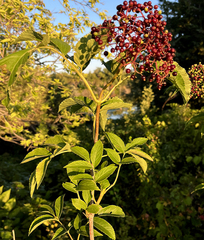 Sambucus