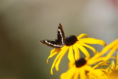 Limenitis lorquini