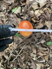 Amanita jacksonii