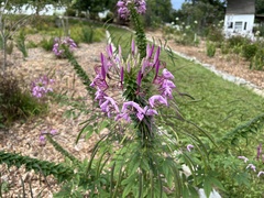 Cleome