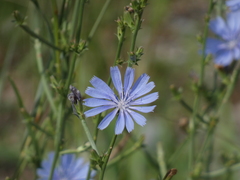 Cichorium intybus