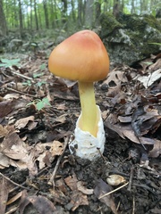 Amanita jacksonii