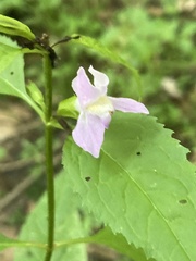 Mimulus alatus