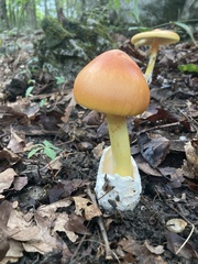 Amanita jacksonii