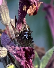 Metaphidippus manni