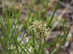 Asclepias