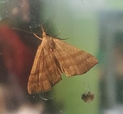 Hypena