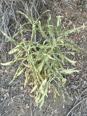 Penstemon spectabilis