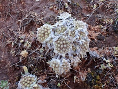 Chthonocephalus pseudevax