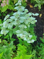 Pycnanthemum muticum