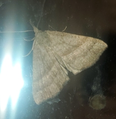 Hypena