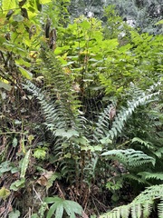 Polystichum andersonii