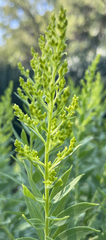 Solidago speciosa