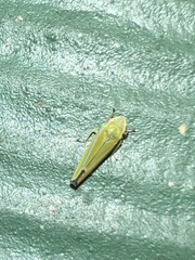 Graphocephala versuta