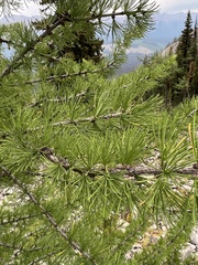 Larix lyallii