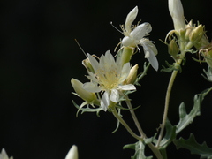 Mentzelia multiflora