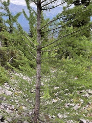 Larix lyallii